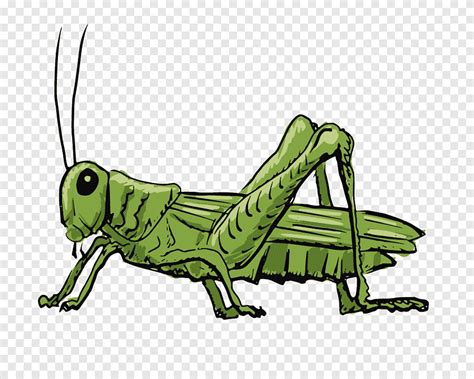 Grasshopper illustration Drawing Illustration, grasshopper, insects ...