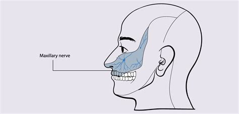 Trigeminal nerve: face's hidden maestro