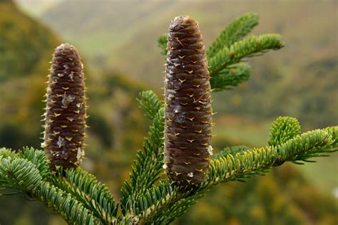 Abies alba - Trees and Shrubs Online