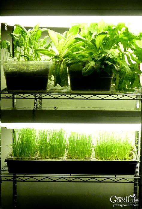 Build a Grow Light System for Starting Seeds Indoors | Growing plants indoors, Grow lights for ...