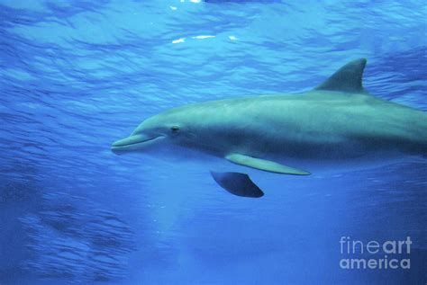 Bottlenose Dolphin Swimming Underwater Photograph by DejaVu Designs | Fine Art America