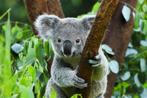 Are koala bears heading towards extinction? • Earth.com