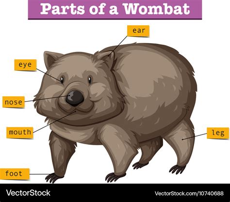 Diagram showing parts of wombat Royalty Free Vector Image