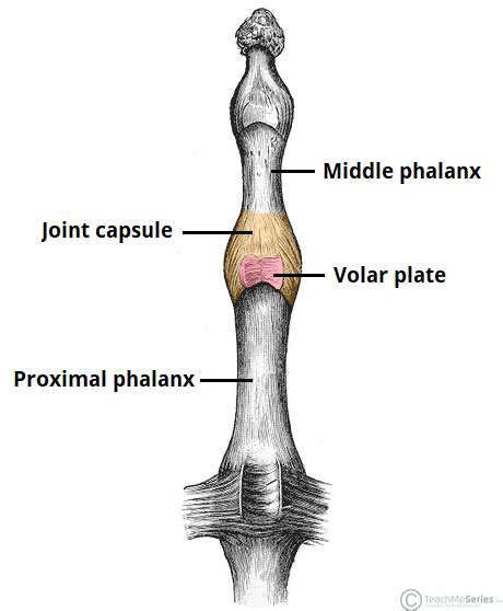 Intermetacarpal Joint