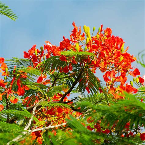 Royal Poincianas for Sale | BrighterBlooms.com