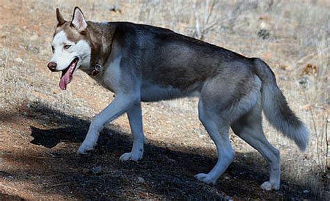 Balto the Siberian Husky | Dogs | Daily Puppy