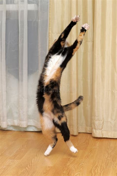 Funny cat jumping stock image. Image of funny, claws - 24896191