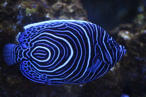 Juvenile Emperor Angelfish | Beautiful sea creatures, Tropical fish, Marine fish