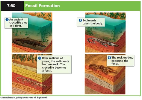 fossilization process