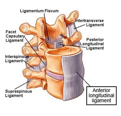 Anterior longitudinal ligament – Function, Injury, Calcification ...