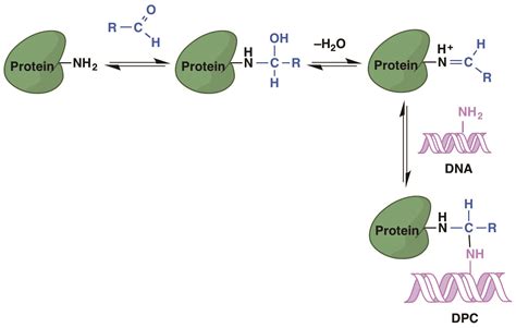 Formation, Repair, and Biological Effects of DNA–Protein Cross-Link Damage | IntechOpen