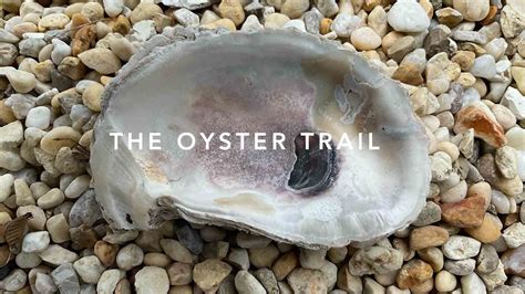 The Oyster Trail | Talbot Thrive