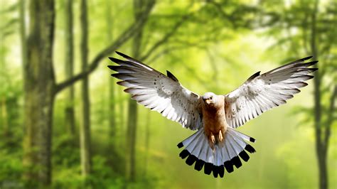 Wild Bald Eagle 4k Hd Birds 4k Wallpapers Images Back - vrogue.co