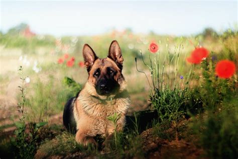 Police Dogs Wallpapers - Wallpaper Cave