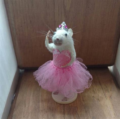 Taxidermy Mouse Ballerina - Etsy