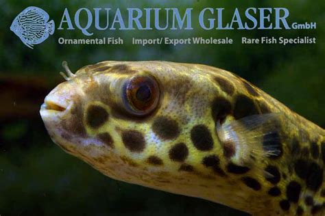 Tetraodon schoutedeni - Aquarium Glaser GmbH