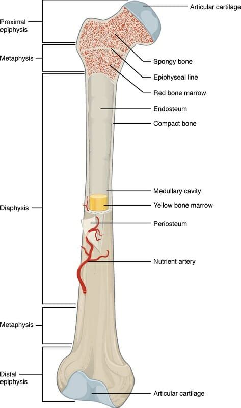 Osseous Stracture Human Body - The human body is the structure of a human being. - Dentrace