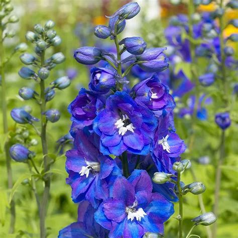 Guardian Blue Delphinium - Larkspur | American Meadows in 2020 | Delphinium flowers, Blue ...
