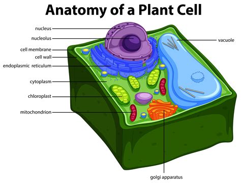 Diagram showing anatomy of plant cell 419163 Vector Art at Vecteezy