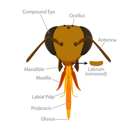 Structure Of A Bee