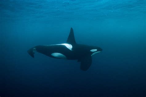 male orca underwater picture norway | George Karbus Photography