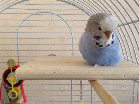 I need my beauty sleep #caesarthedivabirdie #budgie #parakeet | Pet ...