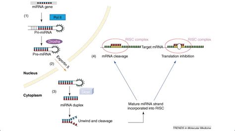 MicroRNA expression and function in cancer: Trends in Molecular Medicine