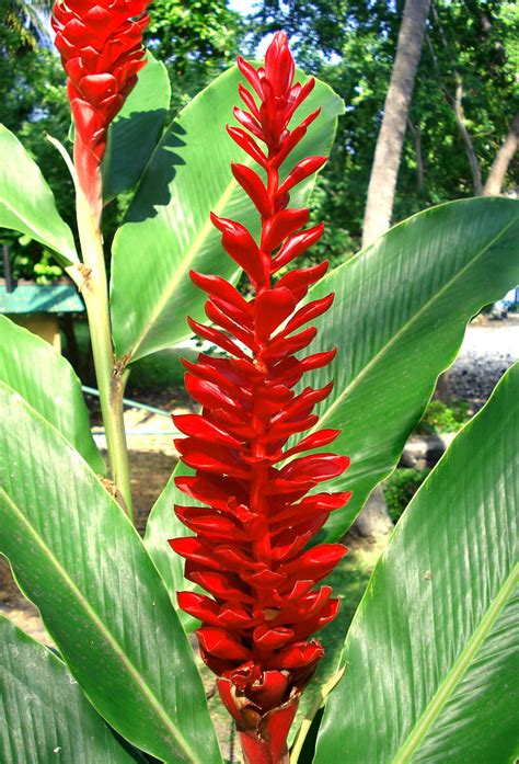 A Gorgeous Red Ginger Plant-Big Island Hawaii | R. J. Malfalfa | Flickr
