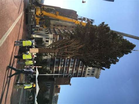 Christmas Tree Arrives In Sundance Square - Downtown Ft Worth