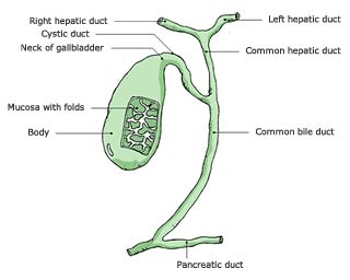 Gallbladder Cystic Duct Anatomy