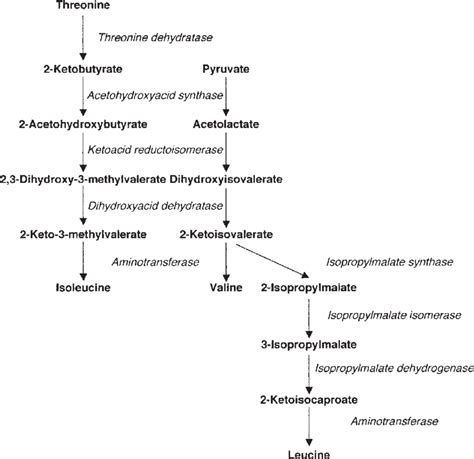 Valine - Definition and Examples - Biology Online Dictionary