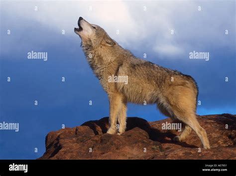 Timber Wolf howling Stock Photo - Alamy