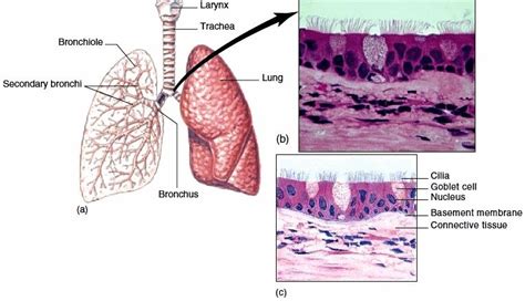 Pin on respiratory