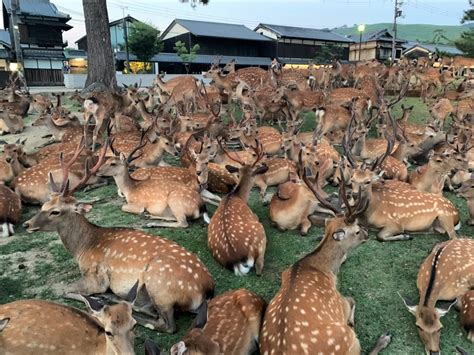 Shikadamari: The Nara deer summer gathering phenomenon that baffles ...