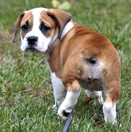 Beagle Bulldog Mix Puppies Photo - Happy Dog Heaven | Beagle mix ...