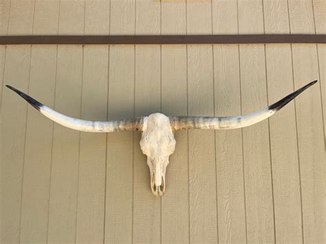 Longhorn Steer Skull With 5 FEET 10 1/4 Wide Polished - Etsy