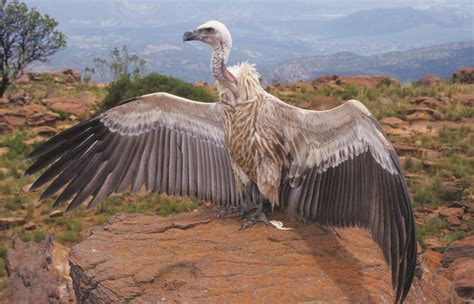 The Cape Vultures of Marakele National Park - Die Kwêvoël