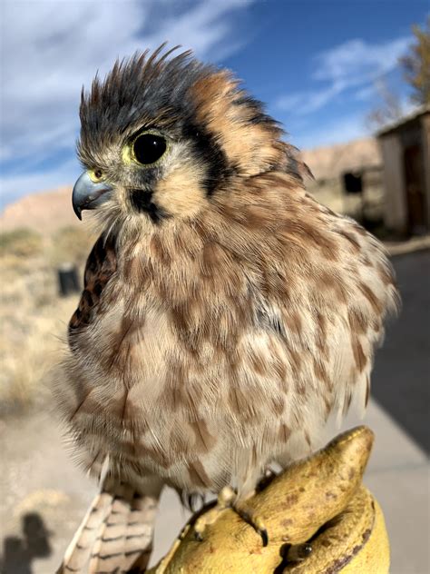 new-mexico-wildlife-center-amelia-animal-ambassador-kestrel-2021 – Los Alamos Reporter