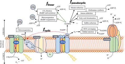 Photosystem 2 Electron Transport Chain