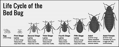 Bed Bug life cycle-Eggs, Baby(Nymph) to Adult Stages & Pictures | Pestbugs