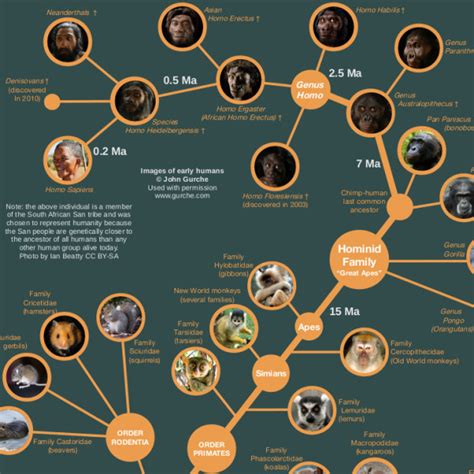 The Evolution of Life Poster — Cool Infographics