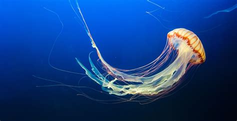 Lion's Mane Jellyfish - Habitat, Facts, Sting, Life Cycle, Diet