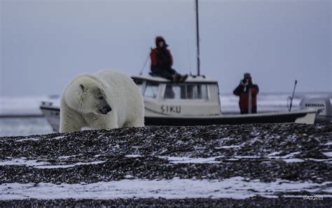 Does human recreation in the Arctic put polar bears at risk? - Scienceline