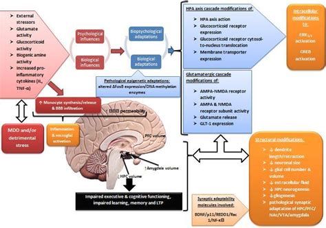 Structural and functional adaptations hypthesised to underlie MDD... | Download Scientific Diagram