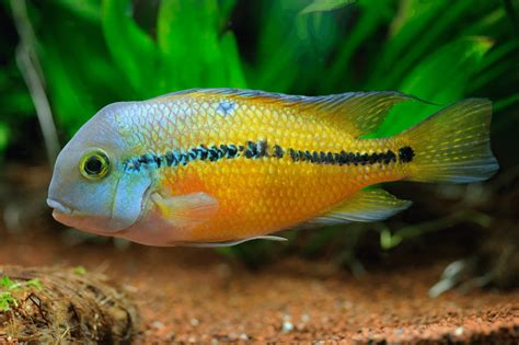 Nicaragua Cichlids (Colored Macaws): How To Care For The Rainbow