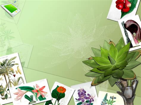 Animation Botany Flowers PPT Template, Animation Botany Flowers ppt Background, Animation Botany ...