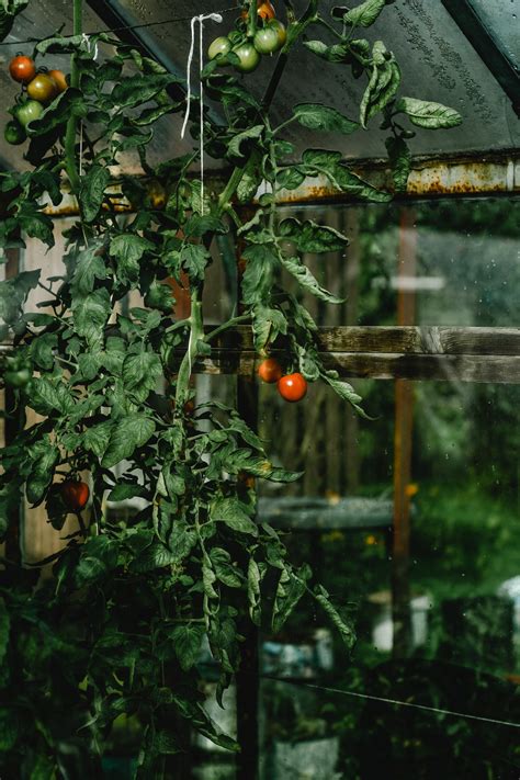 A Growing Tomato Plant · Free Stock Photo