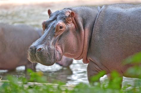 Hippopotamus teeth reveal clues about past environmental changes - Earth.com