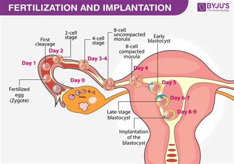 Enumerate and Explain the Different Stages of Fertilization