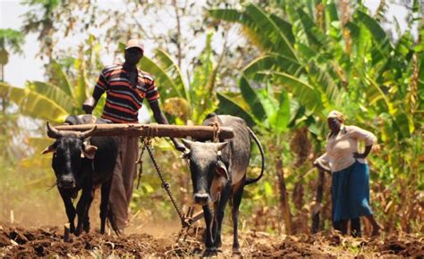 The tremendous success of agroecology in Africa